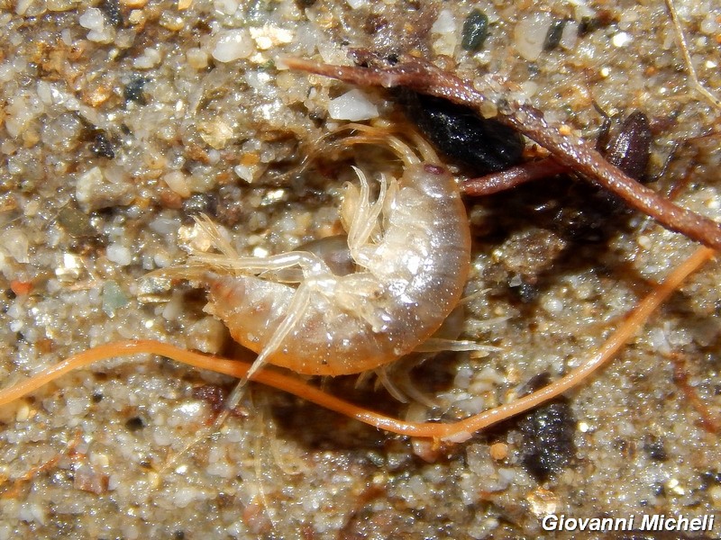 Piccoli crostacei fluviali da ID